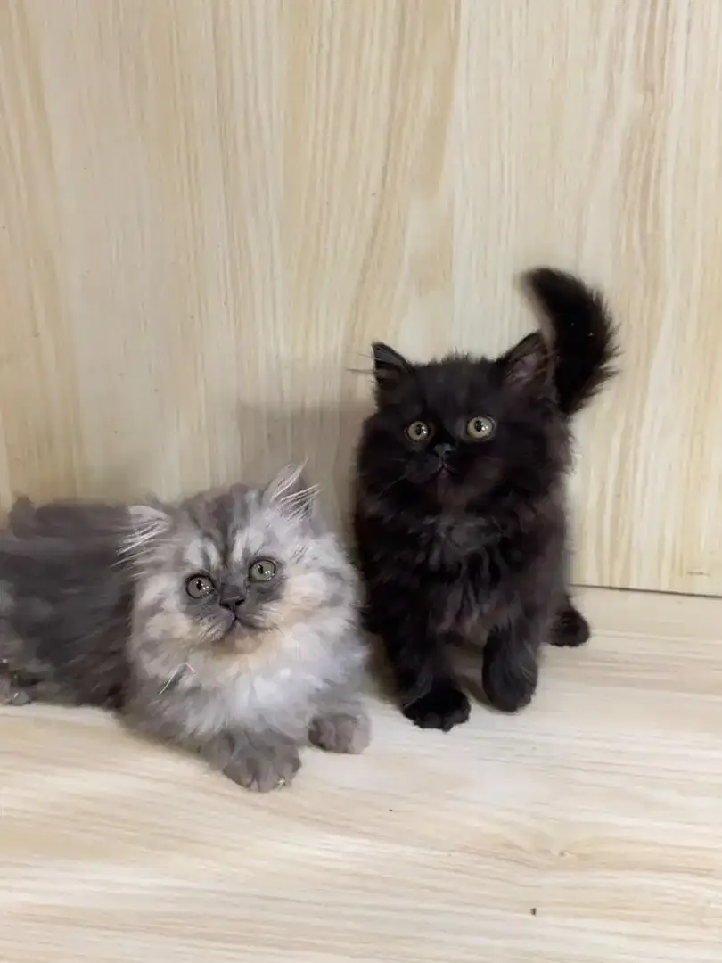 Kitten Kucing Persia - Image 2 of 4