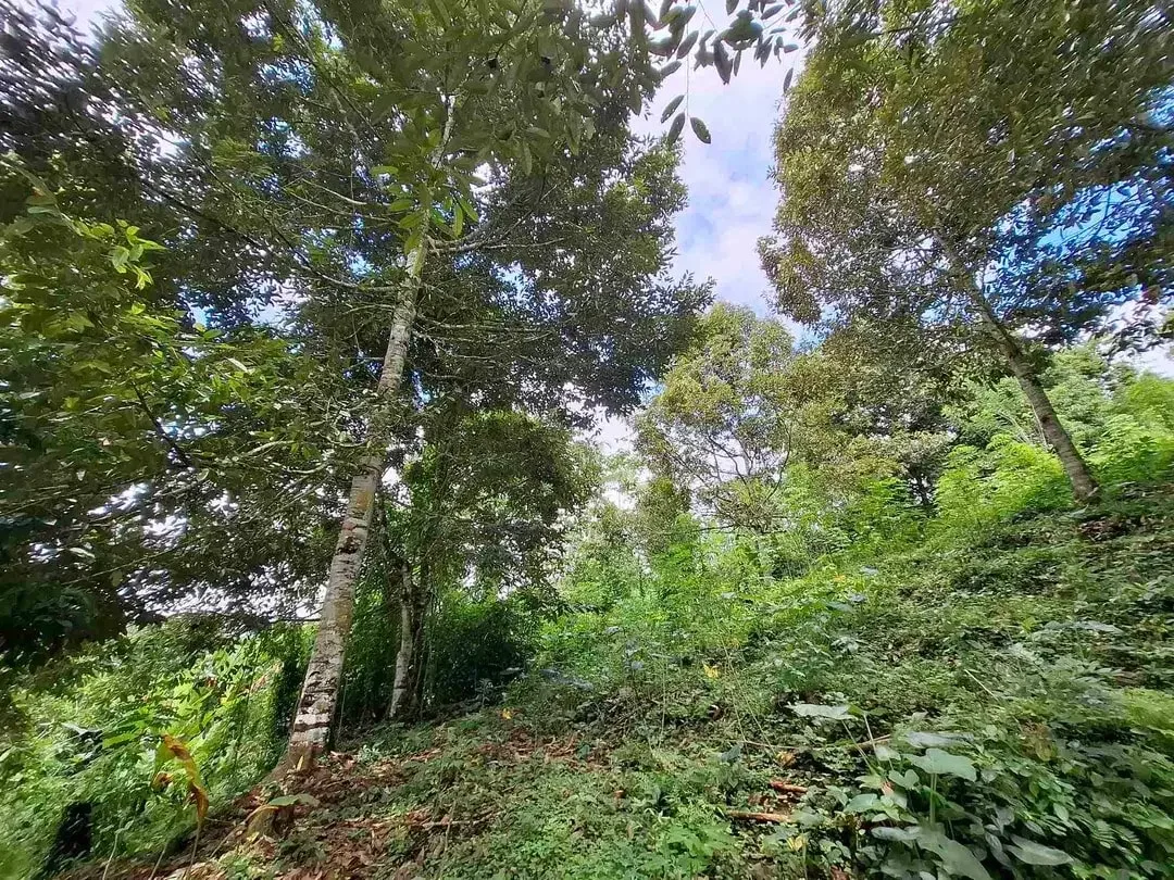tanah kebun durian murah dan sangat strategis dengan view gunung dan los sungai - Image 2 of 10