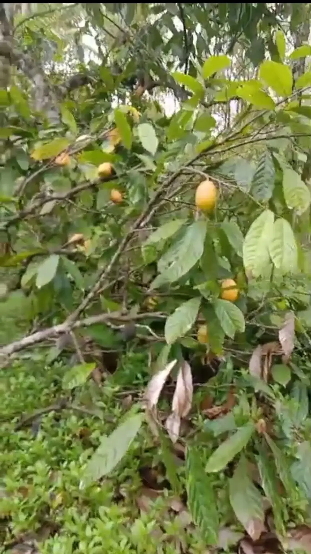 Kebun Cokelat di Selemadeg Tabanan Bali - Image 2 of 6
