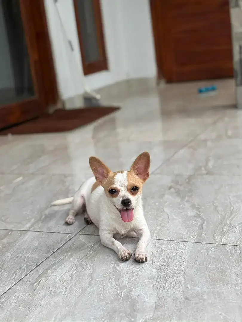 Chihuahua Jantan - Image 7 of 8