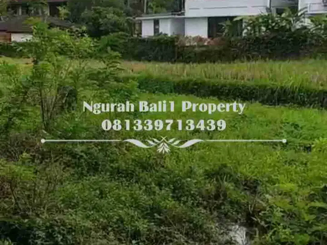 Disewakan Tanah Murah Luas 20 Are View Sawah Berlokasi di Pejeng Kangin - Image 6 of 7