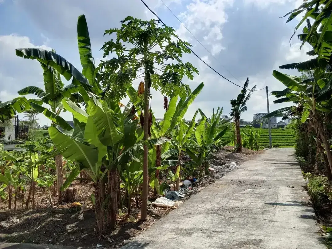 TANAH PREMIUM VIEW SAWAH – TUMBAK BAYUH, PERERENAN - Image 4 of 10
