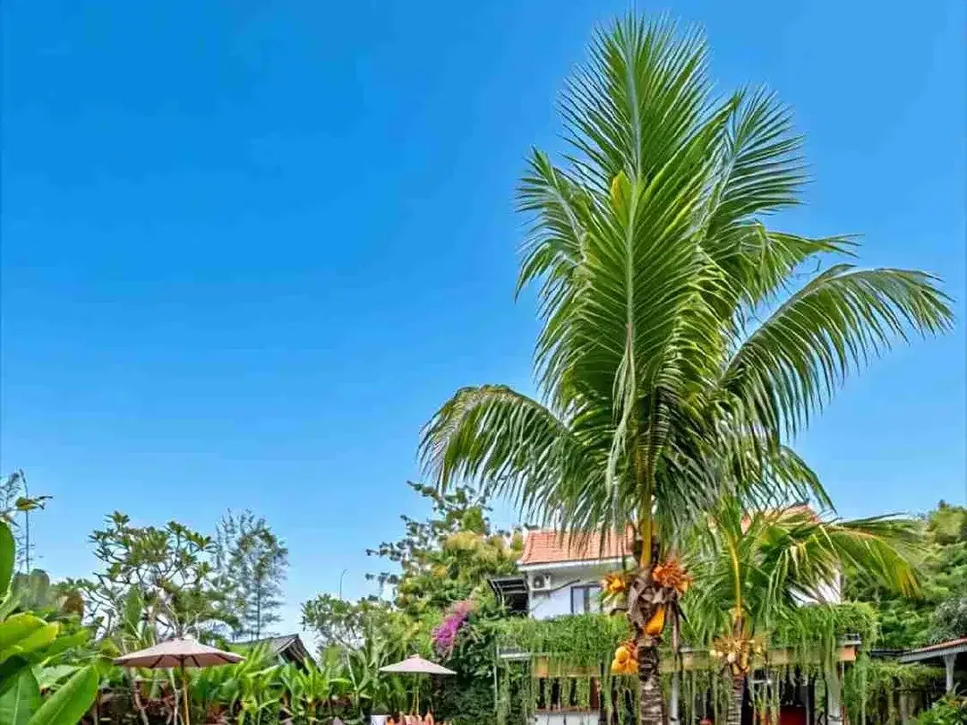 BOUTIQE HOTEL FOR SALE AT BINGIN BEACH PECATU ULUWATU BALI - Image 10 of 10