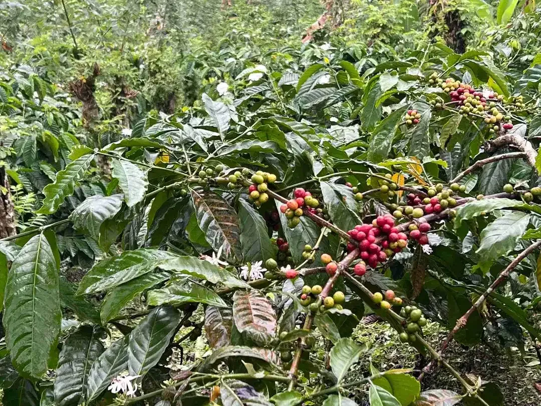 Dijual kebun kopi produktif siap panen harga murah view bagus di tabanan bali - Image 9 of 10