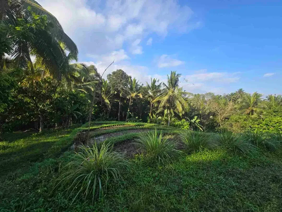 Dijual tanah kecil  sawah dan kebun di lingkungan villa tabanan bali - Image 10 of 10