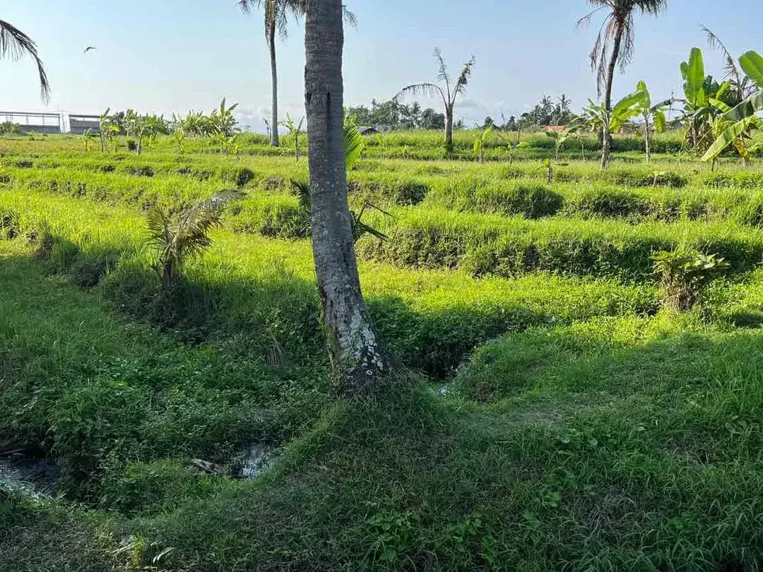 Dijual Tanah Super BUC 200 Meter Dari Pantai Kedungu - Image 6 of 7