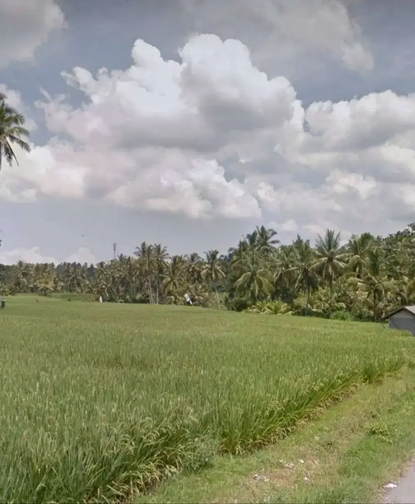 DIJUAL TANAH SAWAH LOS SUNGAI TABANAN - Image 8 of 9