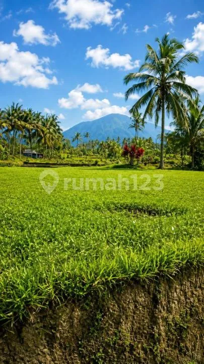 Tanah Tabanan Bali Luas 3300M Cocok untuk Perkebunan atau Resort - Image 3 of 4