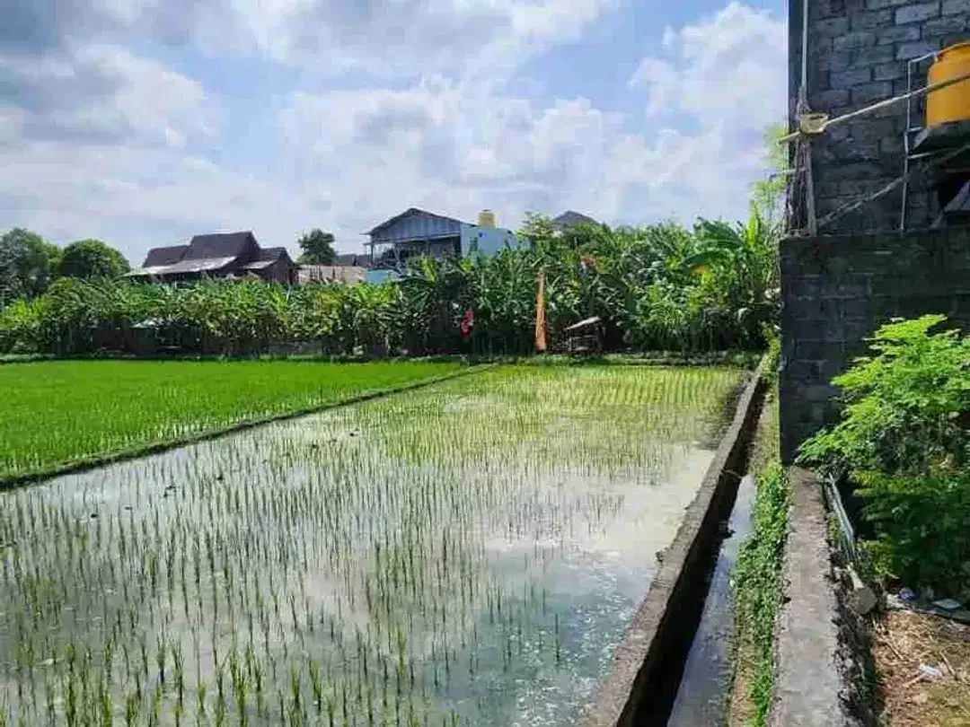 Di jual tanah Kerobokan dekat bali kiddy school sangat cocok untuk hunian rumah dan villa dapat view sawah - Image 4 of 5