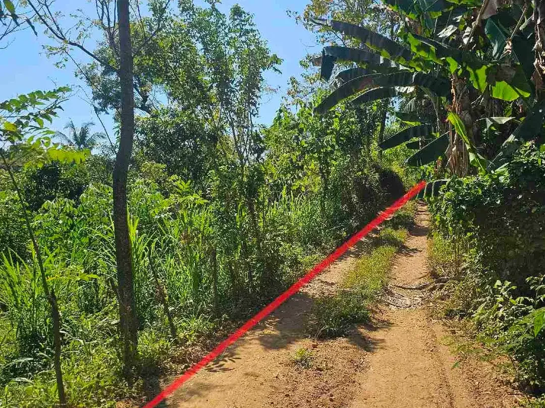 kebun durian datar cocok buat segala jenis tanaman dan murah dibawah pasaran - Image 2 of 8