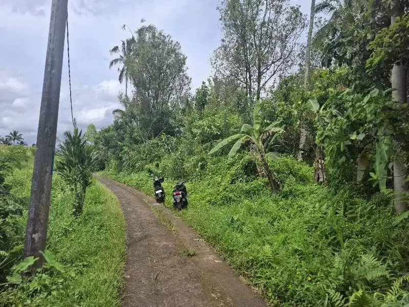 Dijual tanah murah dengan view sawah di tabanan bali - Image 6 of 7