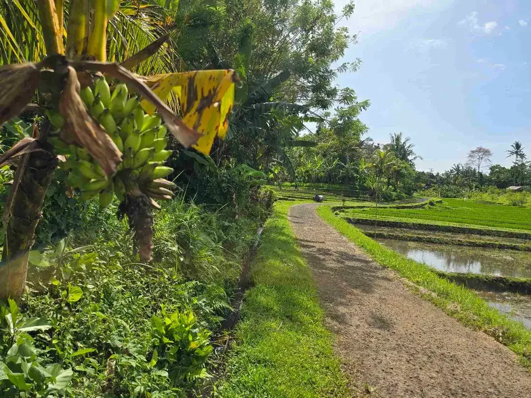 Dijual tanah dekat kota view sawah dan gunung di tabanan bali - Image 9 of 10