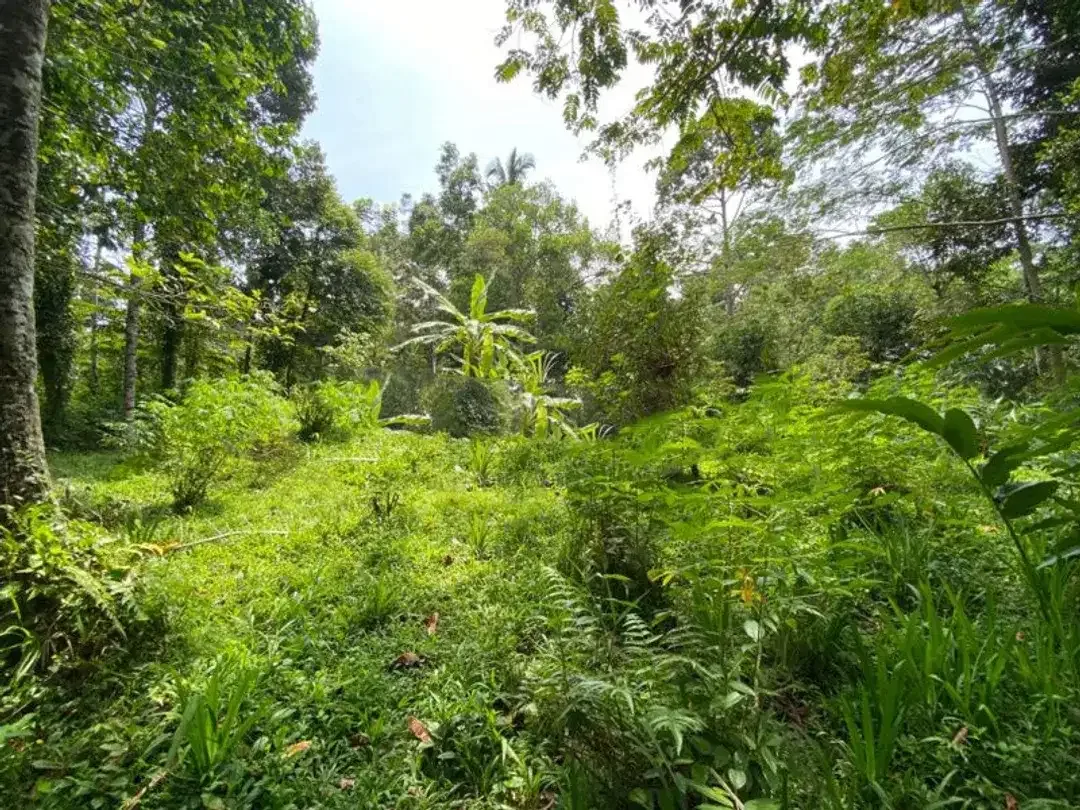 FREEHOLD LAND FOR SALE IN UBUD - Image 6 of 8