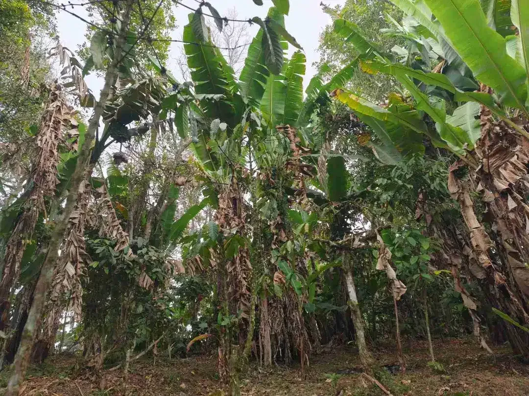 Tanah 4.550m² Full View Jungle di Pupuan Tabanan - Image 4 of 10