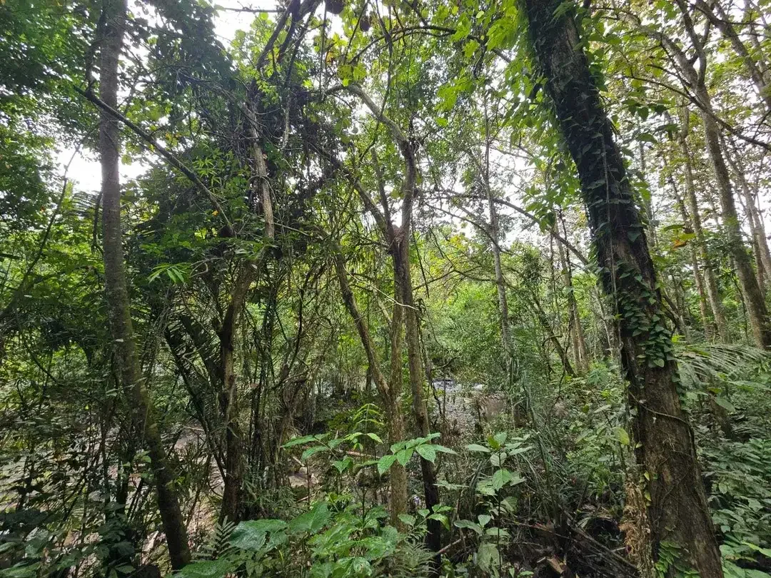 Dijual tanah view sungai dekat villa galalima glamping bali - Image 3 of 10