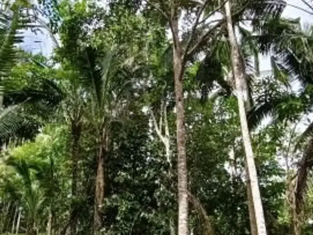 Kebun Durian dan Manggis dekat Villa Bali Lush Tabanan - Image 3 of 5