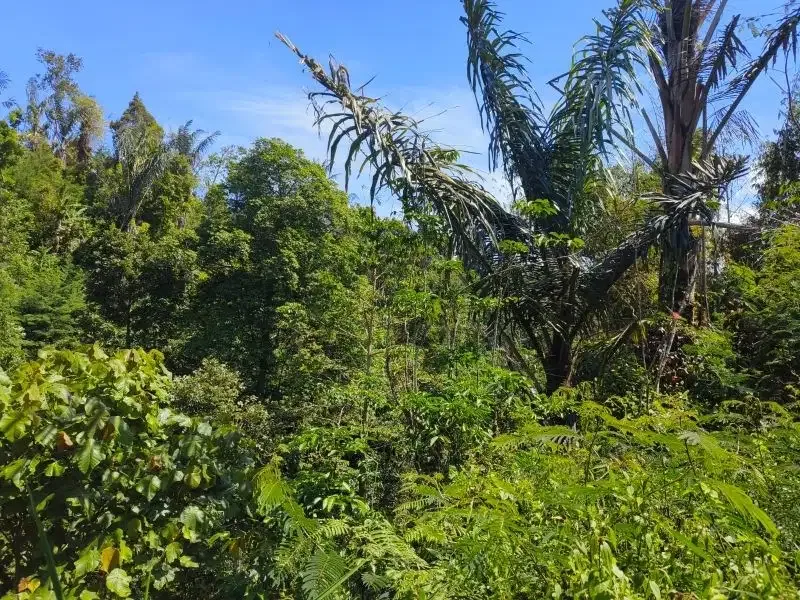 Dijual tanah murah dengan air terjun di bali - Image 5 of 10