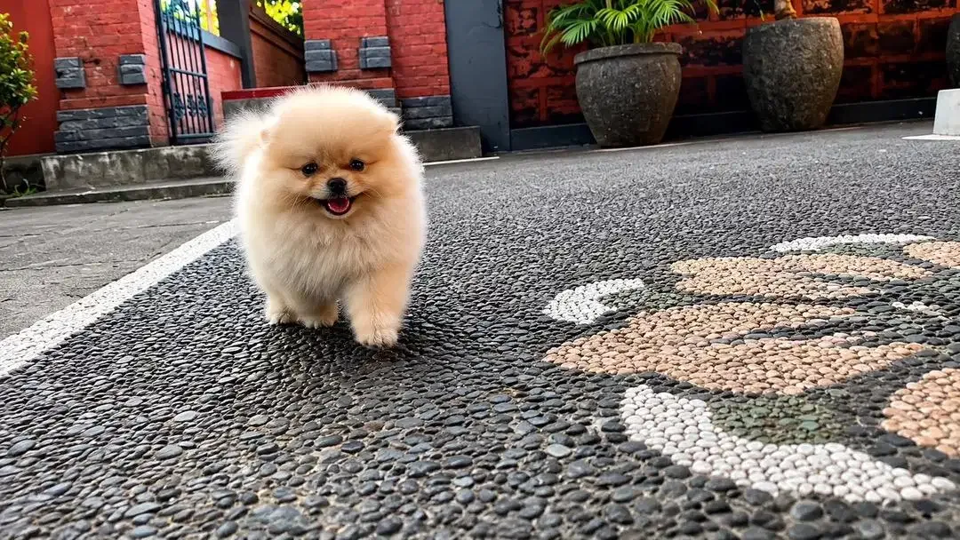DI JUAL ANAK ANJING MINI POM - Image 5 of 6