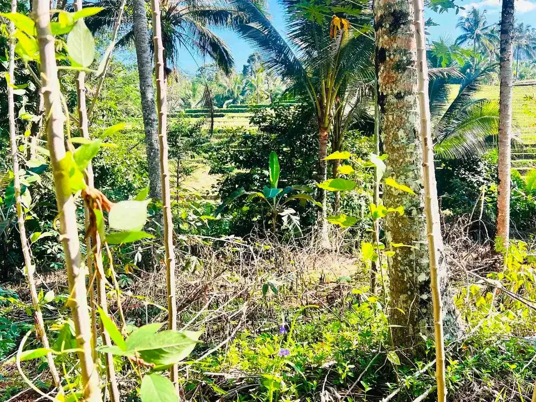 jual tanah Luas 950 m² harga 380 juta global, kawasan villa jarang ada, di tabanan bali. - Image 10 of 10