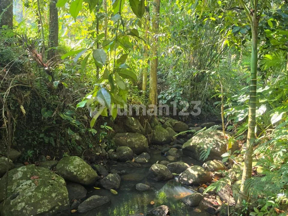 Dijual Murah Tanah Kebun.manggis Los Sungai View Sawah Dekat Villa di Tabanan Bali - Image 1 of 4