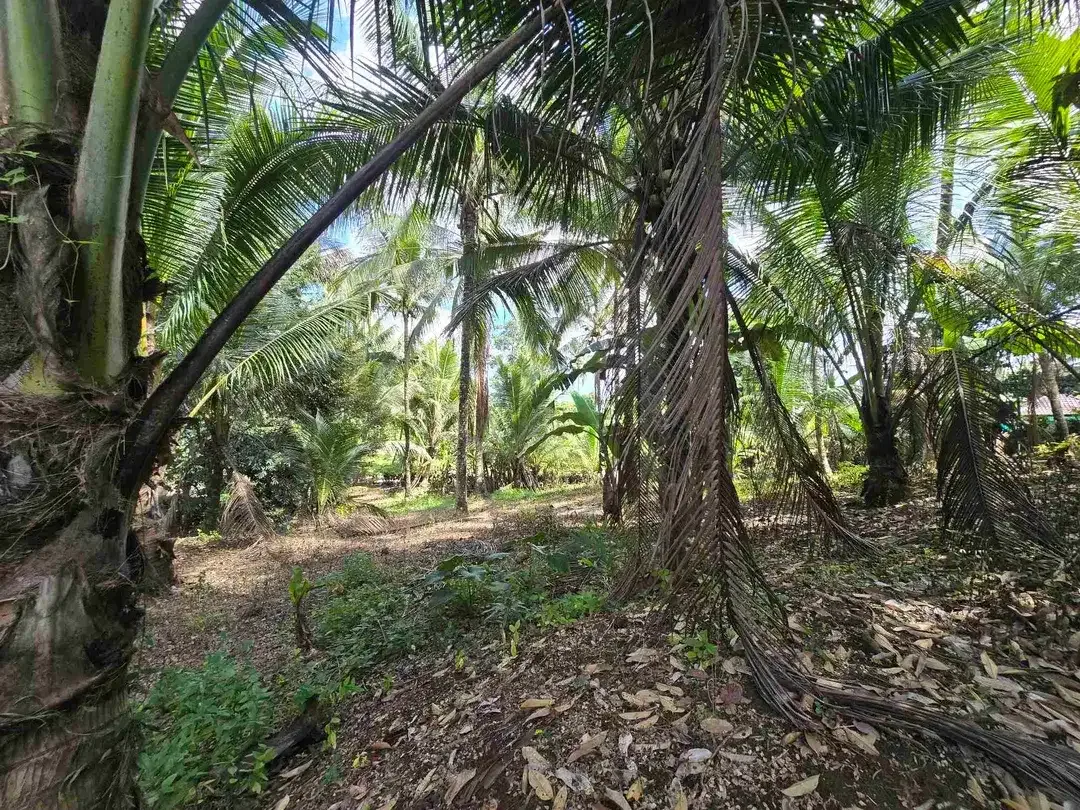 Dijual tanah datar view lambah cocok buat hunian villa di tabanan bali - Image 6 of 10