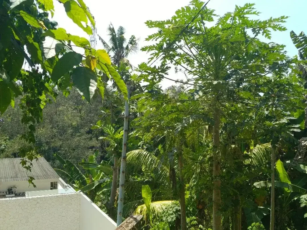 Freehold - 1.500 sqm Riverfront land for sale in south Ubud - Image 9 of 10