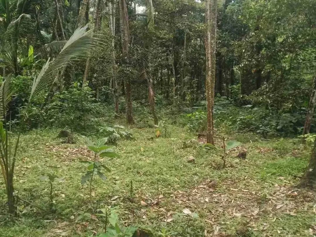 jual tanah los sungai  lok di kerambitan.12,20 are harga 150/ are ngoo - Image 6 of 6