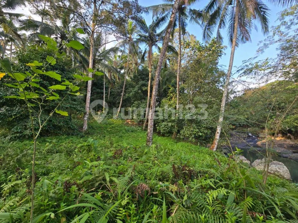 Murah Tanah Los Sunga Hook Kebun Manggis Durian di Bali - Image 2 of 4