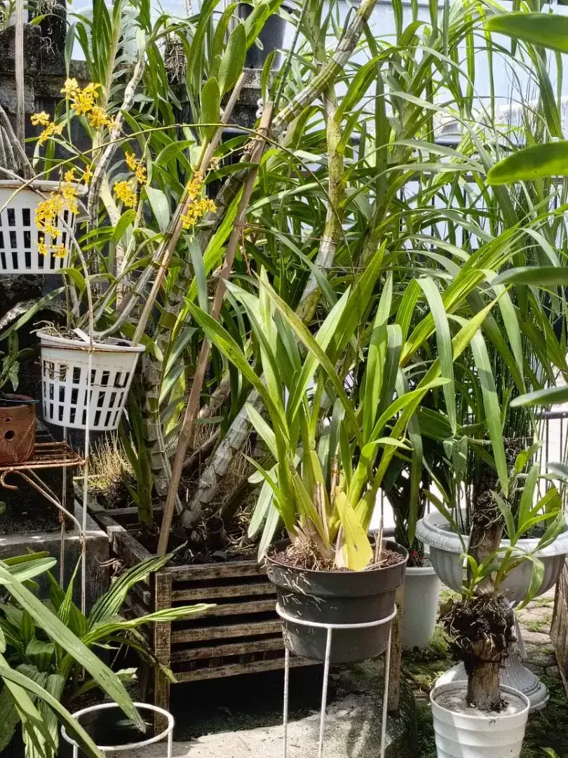 Anggrek oncidium - Image 1 of 4