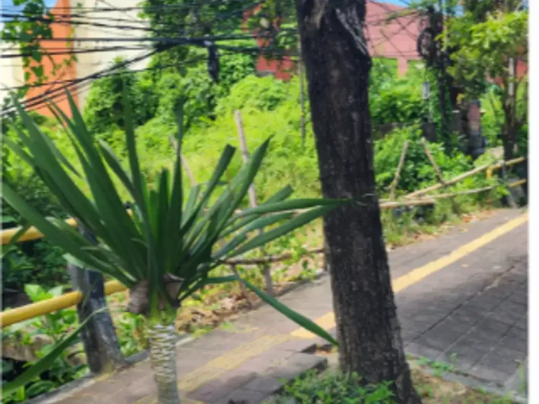 Tanah 50 Are di Jalan Sunset Road Legian - Image 2 of 8