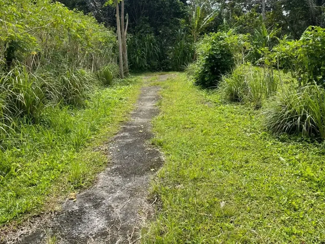 Murah! Tanah Kavling Luas 5,33 Are Dekat Wisata Jatiluwih, Tabanan - Image 3 of 10