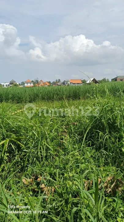 Tanah Di Jl. Jangga, Belalang Kedungu Shm 500.0 MÂ² - Image 3 of 4