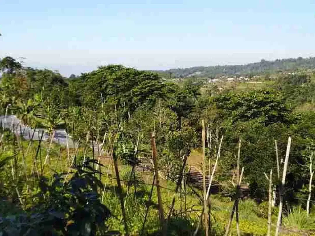 Tanah Luas 1,8 Lokasi Br juwuk legi, Batunya, Baturiti - Image 3 of 10
