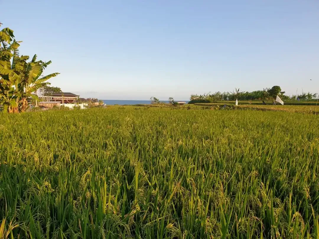 Tanah Beachfront Freehold 4,5 Hektar di Ketewel Bali – Lebar Pantai 300 Meter, Zona Akomodasi Wisata - Image 5 of 10