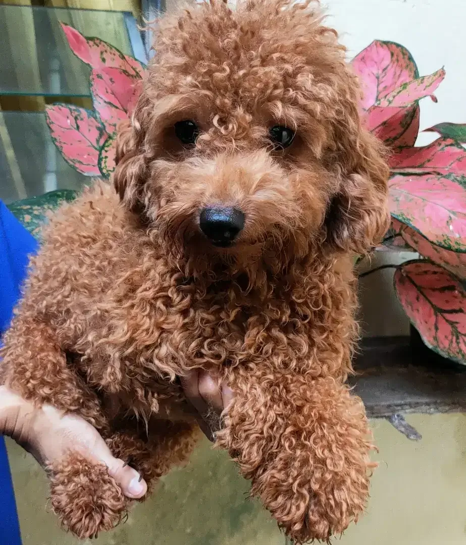 DI JUAL MURAH TOY POODLE Apricot JANTAN STAMBUM VAKSIN KUALITAS BAGUS - Image 2 of 5