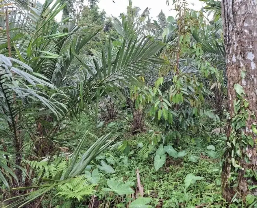 Kebun salak yang berada di kaki gunung watukau tabanan - Image 6 of 9