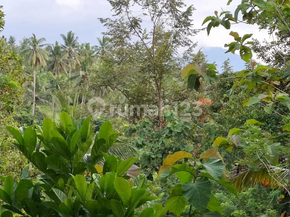 Dijual Tanah Los Sungai Bebatuan Murah Dekat Villa.di Tabanan Bali - Image 4 of 4