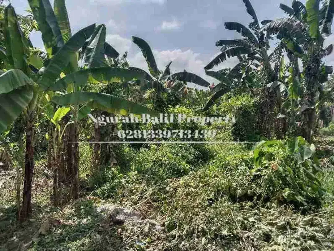 Land For Rent 4,5 Are Kawasan Villa Berlokasi di Ubud Selatan - Image 3 of 4