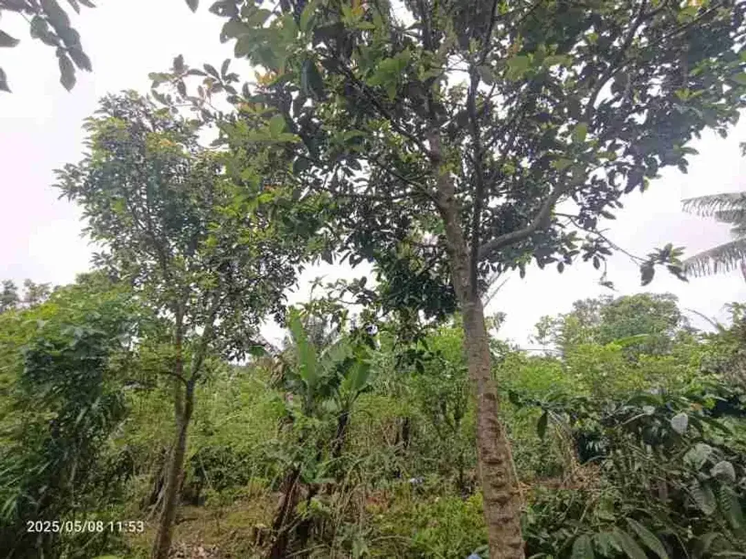 Land in Wanagiri Singaraja near Altavista Bali Mountain Villa - Image 3 of 5