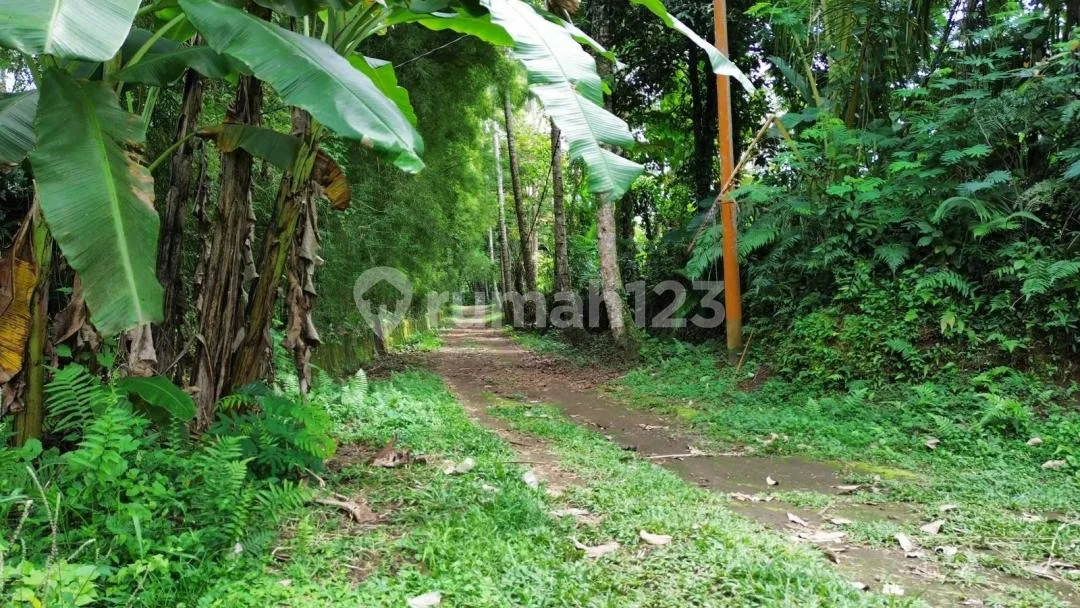 Dijual Tanah Murah - Batas Tampaksiring & Tegallalang, Bali - Image 2 of 4