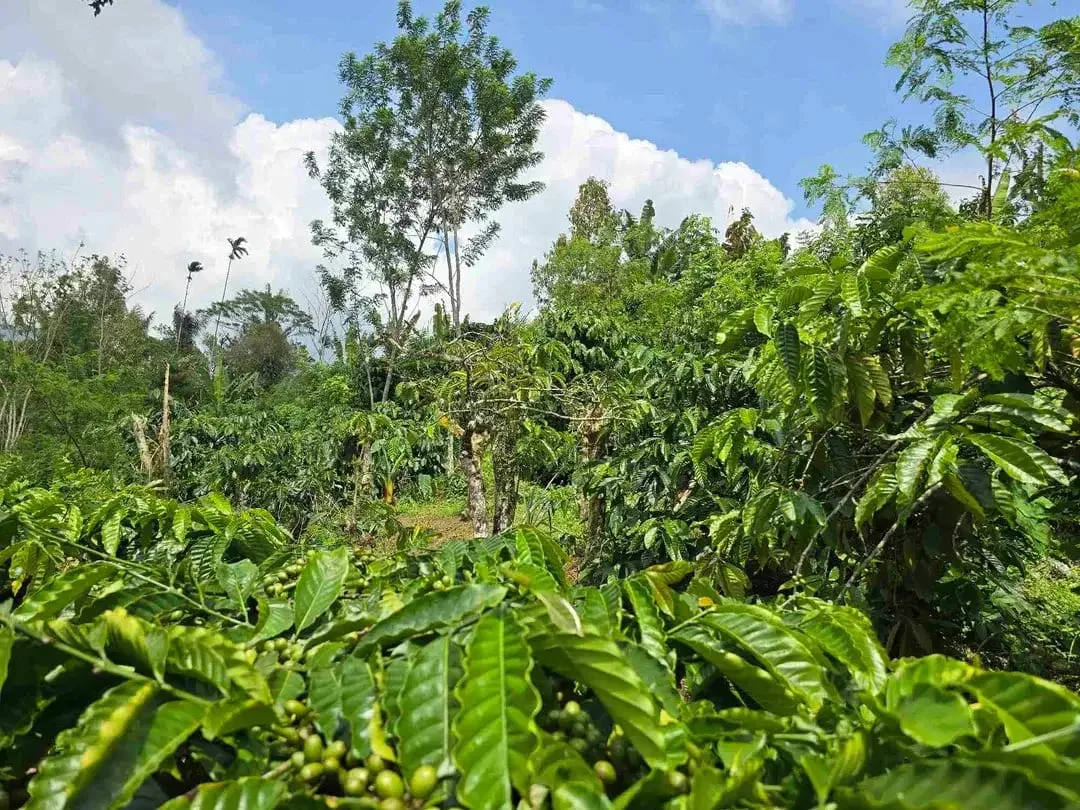 Dijual kebun kopi produktif trawat di tabanan bali - Image 7 of 10