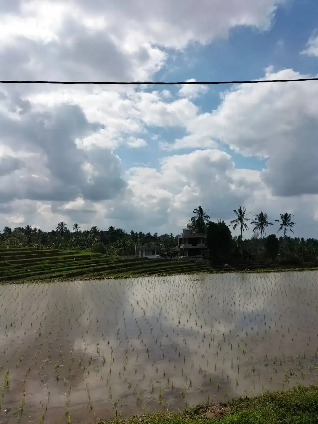 Dijual Murah Tanah SHM Lt 4300 m2 di Penebel Tabanan Bali - Image 2 of 5