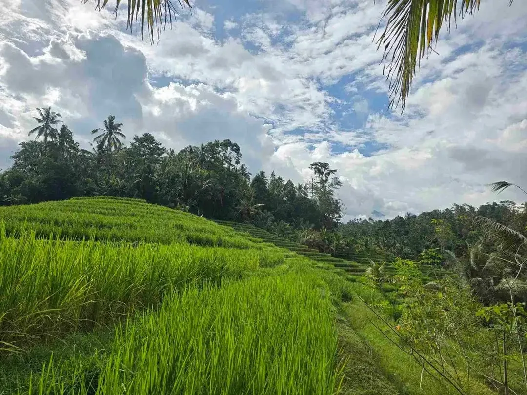 Dijual tanah murah los sungai view sawah terasering dan gunung di bali - Image 3 of 10