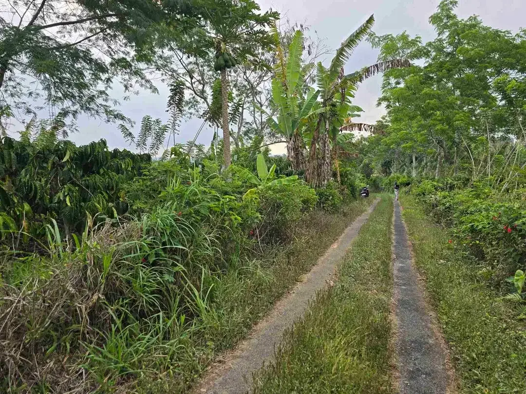 Dijual murah kebun kopi siap panen di pupuan tabanan bali - Image 10 of 10