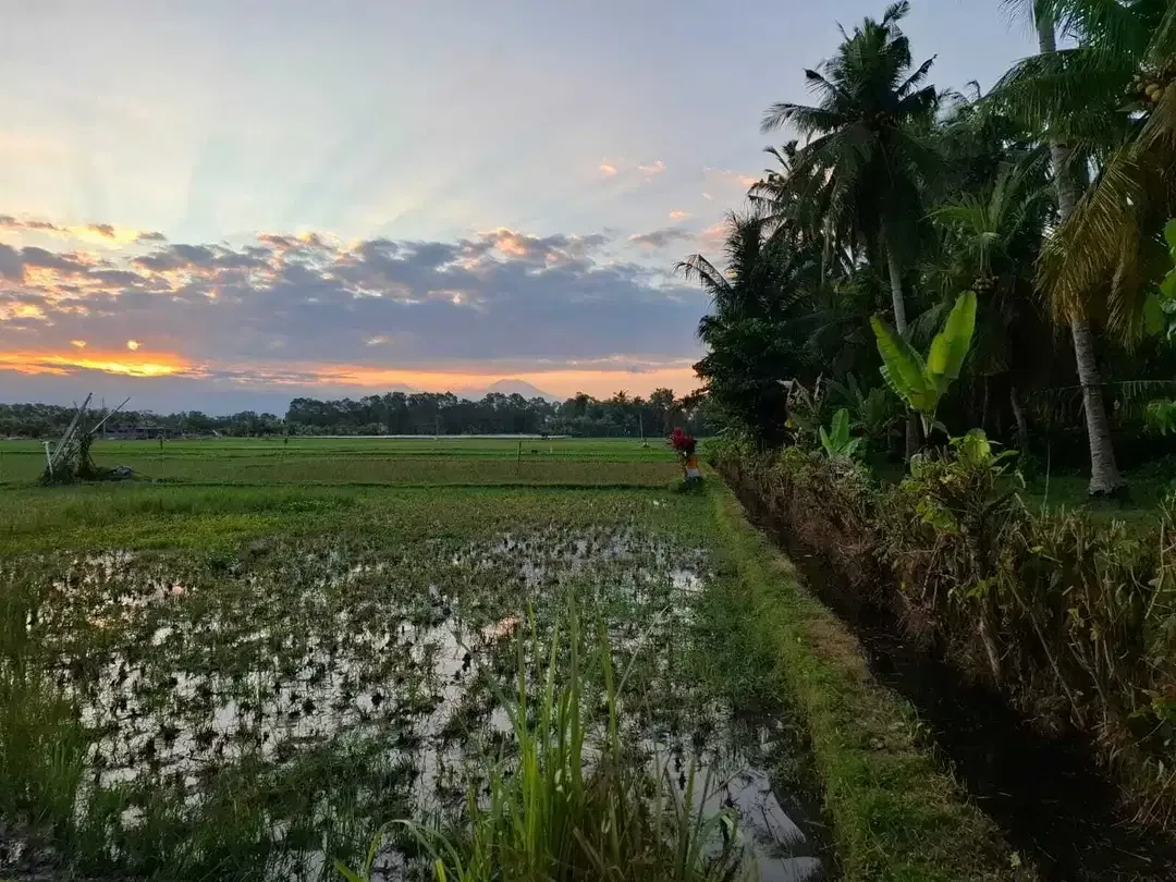 Dijual tanah kebun kelapa view sawah akses jalan propinsi di bali - Image 3 of 10