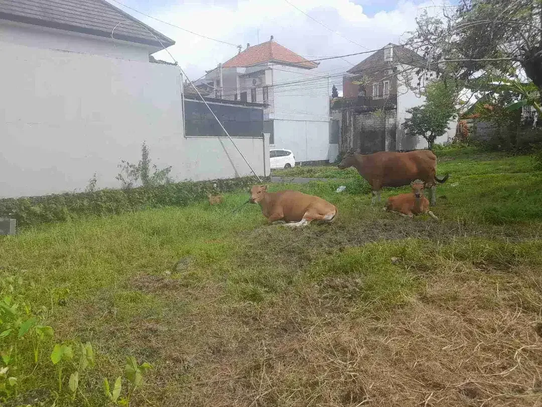 TANAH SEMPIDI DEKAT PUSPEM BADUNG SIAP BANGUN COCOK UNTUK RUMAH TINGGAL ATAU KOSTSAN - Image 5 of 6