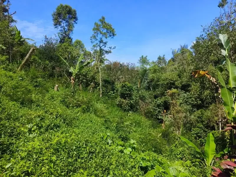 Dijual tanah murah dengan air terjun di bali - Image 8 of 10