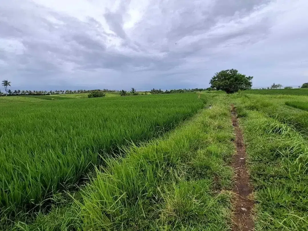 Dijual tanah sangat murah di kawasan villa klecung view gunung sawah - Image 3 of 5