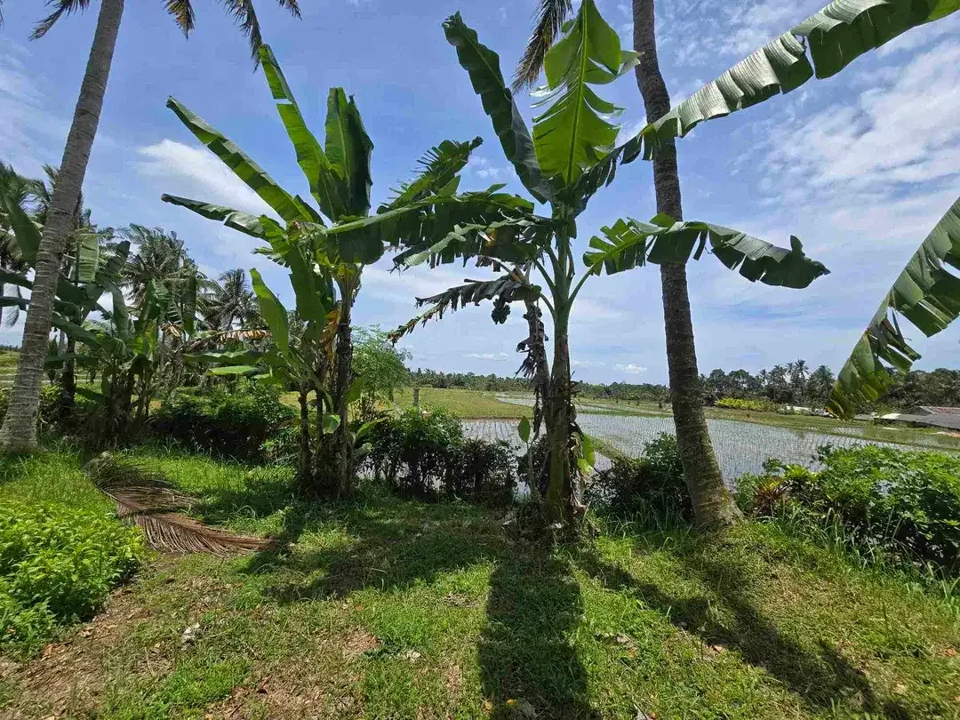 Dijual tanah view sawah zona kuning di kerambitan tabanan bali - Image 3 of 10