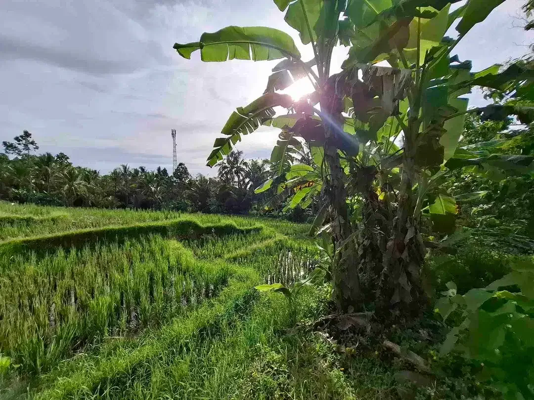 tanah view sawah luas kecil - Image 4 of 8